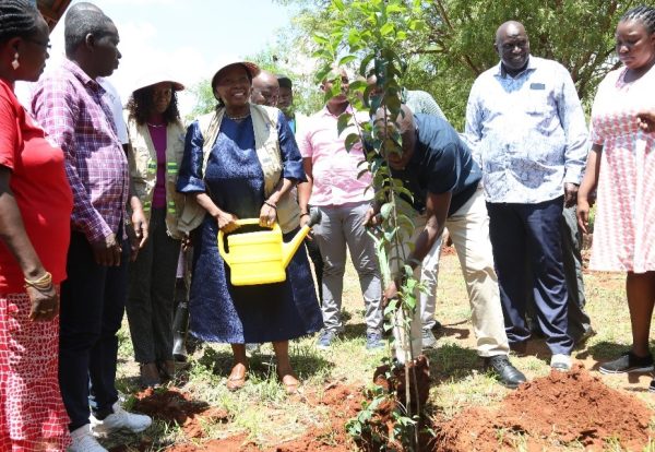 tree planting